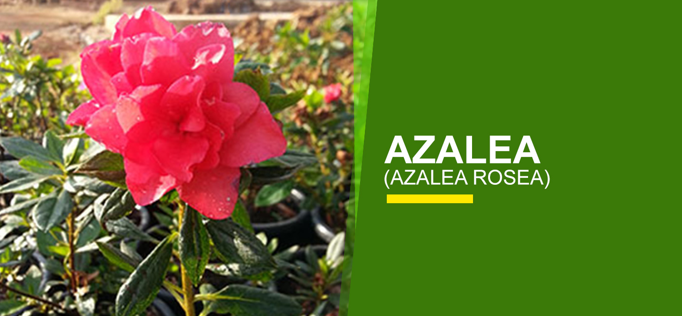 Azalea Online India Buy Azalea Garden World